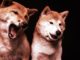 Shiba Inu Is Rebounding Faster Than Dogecoin After Crypto Crash