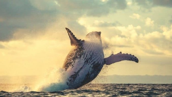 Solend Whale Moves $25M to Another Platform Despite Canceled Plans to Seize Their Wallet