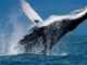 Tellor price surges as whales accumulate TRB